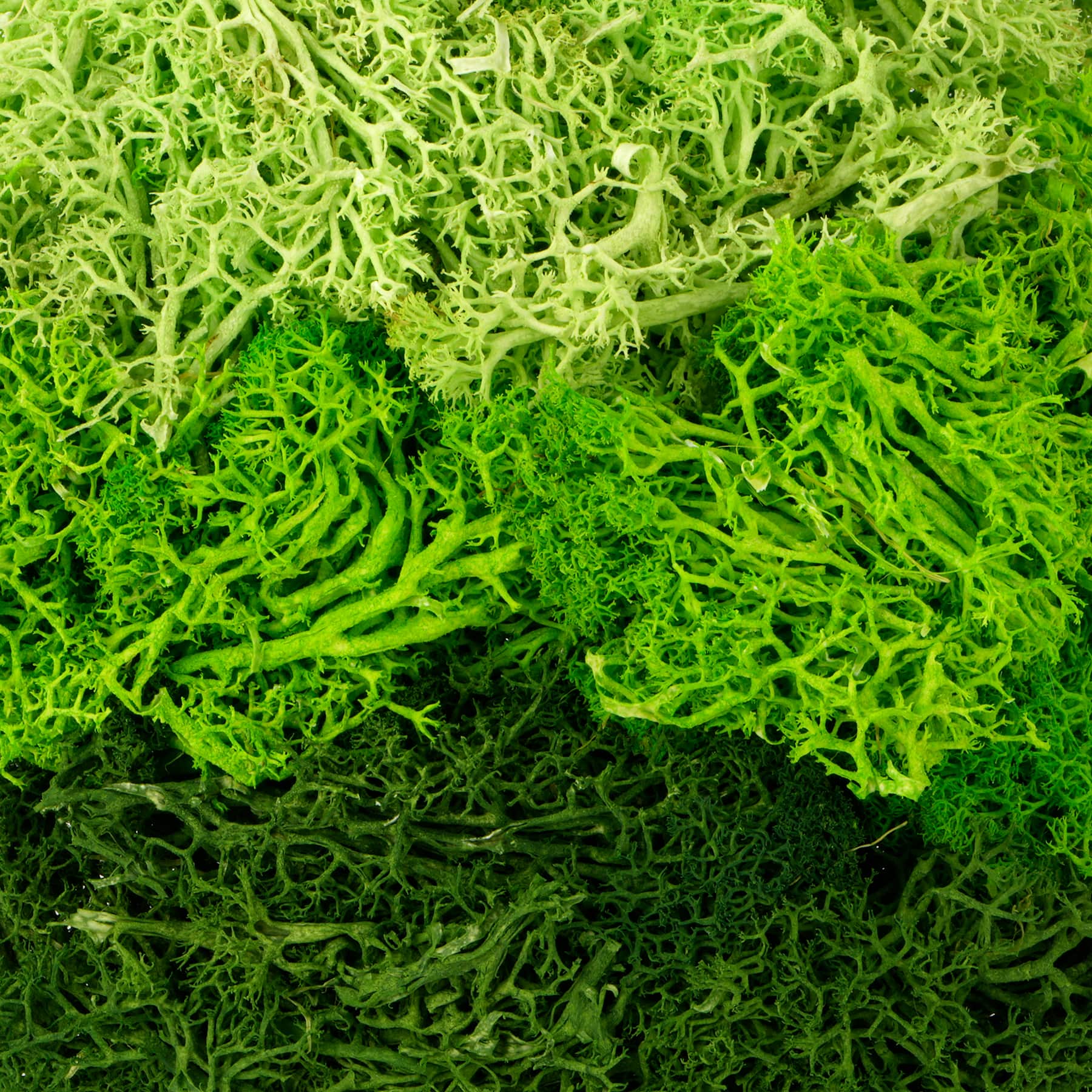 1.75oz. Green Moss Mix by Ashland® - Image 2